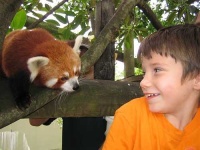 image of lesser_panda