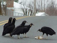image of vulture