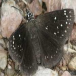 image of animal