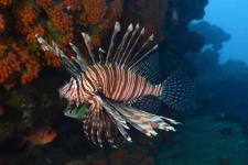 image of reef