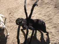 image of tarantula