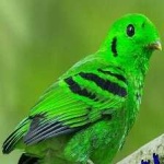 image of bird