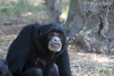 image of siamang