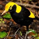 image of regent_bowerbird #11