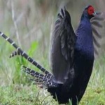 image of bird