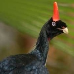 image of horned_guan #30