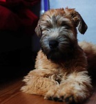 image of soft_coated_wheaten_terrier