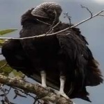 image of bird