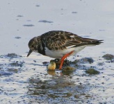 image of ruddy_turnstone