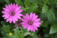 image of flower
