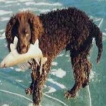 image of animal