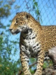 image of jaguar_car