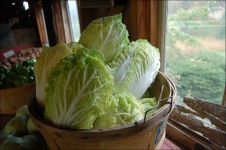 image of cabbage #21