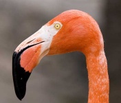 image of flamingo