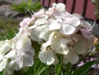 image of flower