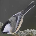 image of bird