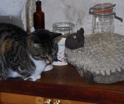 image of tabby