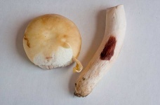 image of mushrooms