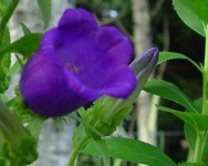 image of flower