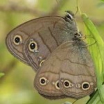 image of animal