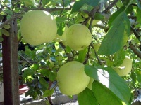 image of granny_smith