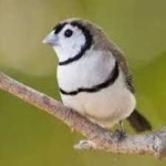 image of bird