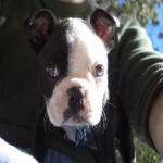 image of animal
