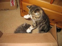 image of persian_cat