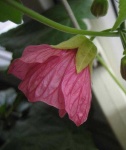 image of flower