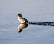 image of red_breasted_merganser