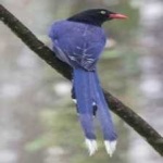 image of bird