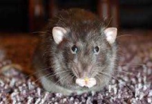 image of rat #34