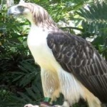 image of bird