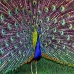 image of bird