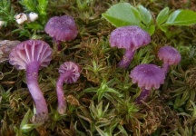image of mushrooms