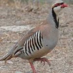 image of bird