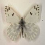 image of animal