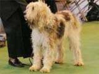 image of otterhound