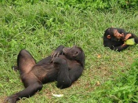 image of chimpanzee