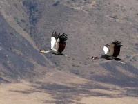 image of crane