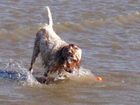 image of english_setter