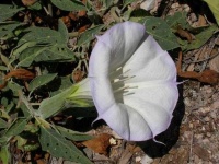 image of flower