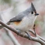 image of bird