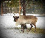 image of reindeer #7