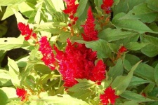 image of flower