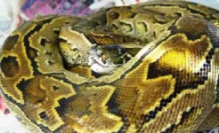 image of rock_python