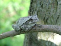 image of animal