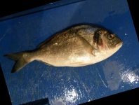 image of fish