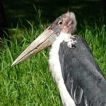 image of bird
