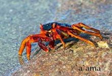 image of rock_crab